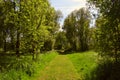 Beautiful sunny walking path in the woods / forest in spring / summer, Waltham Abbey, UK Royalty Free Stock Photo