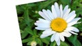 Beautiful sunny and white camomile flower card