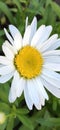 Beautiful sunny and white camomile flower - mobile wallpaper