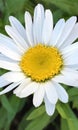 Beautiful sunny and white camomile flower - mobile wallpaper