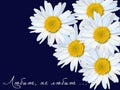 Beautiful sunny and white camomile flowers on the dark background