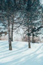 Beautiful sunny winter day in city park. Seasonal cold nature landscape with sun rays coming behind tall trees. Winter landscape Royalty Free Stock Photo