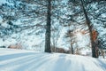 Beautiful sunny winter day in city park. Seasonal cold nature landscape with sun rays coming behind tall trees. Winter landscape Royalty Free Stock Photo