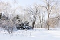 Beautiful sunny winter landscape of snow and ice covered trees and ornamental grass Royalty Free Stock Photo