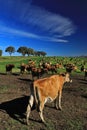 A beautiful sunny winter morning on a dairy farm