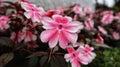 Beautiful Sunpatien impatient pink flower blooming at the garden