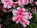 Beautiful Sunpatien impatient pink flower blooming at the garden