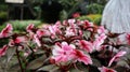 Beautiful Sunpatien impatient pink flower blooming at the garden