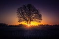 A beautiful sunrise behind the large oak trees in spring. Bare tree silhouette with sun shining through. Royalty Free Stock Photo