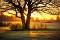 A beautiful sunrise behind the large oak trees in spring. Bare tree silhouette with sun shining through. Royalty Free Stock Photo