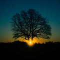 A beautiful sunrise behind the large oak trees in spring. Bare tree silhouette with sun shining through. Royalty Free Stock Photo