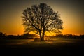 A beautiful sunrise behind the large oak trees in spring. Bare tree silhouette with sun shining through. Royalty Free Stock Photo