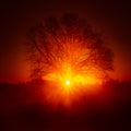 A beautiful sunrise behind the large oak trees in spring. Bare tree silhouette with sun shining through. Royalty Free Stock Photo