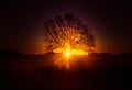 A beautiful sunrise behind the large oak trees in spring. Bare tree silhouette with sun shining through. Royalty Free Stock Photo