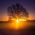 A beautiful sunrise behind the large oak trees in spring. Bare tree silhouette with sun shining through. Royalty Free Stock Photo