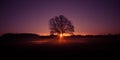 A beautiful sunrise behind the large oak trees in spring. Bare tree silhouette with sun shining through. Royalty Free Stock Photo