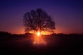 A beautiful sunrise behind the large oak trees in spring. Bare tree silhouette with sun shining through. Royalty Free Stock Photo