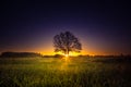 A beautiful sunrise behind the large oak trees in spring. Bare tree silhouette with sun shining through. Royalty Free Stock Photo