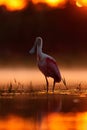 Beautiful sunrise with bird, Platalea ajaja, Roseate Spoonbill, in the water sun back light, detail portrait of bird with long fla