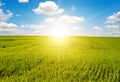 Beautiful sunrise on blue sky and green wheat field Royalty Free Stock Photo