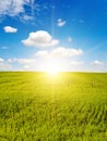 Beautiful sunrise on blue sky and green wheat field Royalty Free Stock Photo