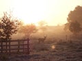 Beautiful sunrise with deer