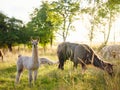 Beautiful sunrise Europe farm scene Royalty Free Stock Photo