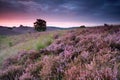 Beautiful sunrise with flowering heather Royalty Free Stock Photo