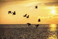 Beautiful sunrise and flying birds over the sea