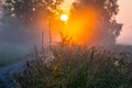 Beautiful sunrise in forest and grass with dew and cobweb Royalty Free Stock Photo