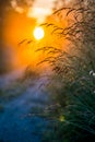 Beautiful sunrise in forest and grass with dew