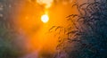 Beautiful sunrise in forest and grass with dew Royalty Free Stock Photo