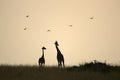 Beautiful sunrise with giraffes