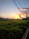 Sunrise on the rice field and the grads falling