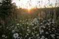 A beautiful sunrise landscape with daisies blooming in the field.