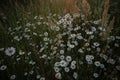 A beautiful sunrise landscape with daisies blooming in the field.