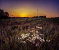A beautiful sunrise landscape with daisies blooming in the field.