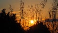 Beautiful sunrise that looks out from behind the vegetation, lake of ivars and vilasana, spain