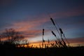 Beautiful sunrise with meadow and trees