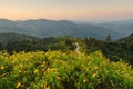 Beautiful sunrise at mexican sunflower weed on the hill, Thailand. Royalty Free Stock Photo