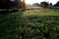 Beautiful Sunrise; Morning sun rays falling on green fields. Royalty Free Stock Photo