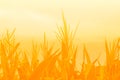 Beautiful sunrise over the corn field.Corn field warm tone light. Royalty Free Stock Photo