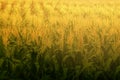 Beautiful sunrise over the corn field.Corn field warm tone light. Royalty Free Stock Photo