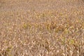 Beautiful sunrise over the corn field.Corn field warm tone light. Royalty Free Stock Photo