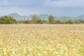 Beautiful sunrise over the corn field.Corn field warm tone light. Royalty Free Stock Photo