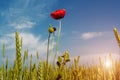 Beautiful sunrise over field of wheat with bright red poppies flowers Royalty Free Stock Photo