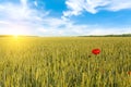 Beautiful sunrise over field of wheat with bright red poppies flowers Royalty Free Stock Photo