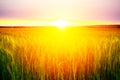 Beautiful sunrise over a field of wheat Royalty Free Stock Photo