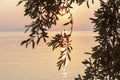 Beautiful sunrise over greece and silhouette of olive tree branches. Corfu Island. Symbol of peace, Space for text