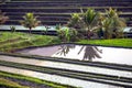 Beautiful sunrise over the Jatiluwih Rice Terraces against the background of spellbinding Mount Batukaru Royalty Free Stock Photo